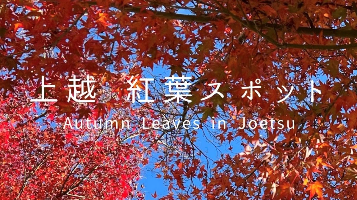 (仮)上越红叶现货